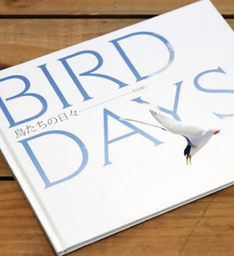 ̓X BIRD DAYS