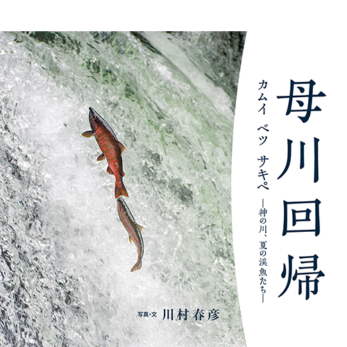 母川回帰 カムイ ベツ サキペ   神の川、夏の渓魚たち 